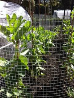 broad beans chicken wire